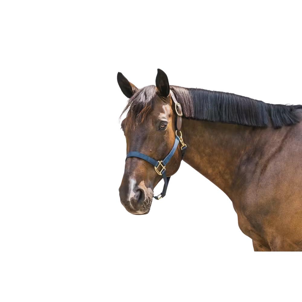 product/k/e/kentucky_42665-03-f_navy_1.jpg