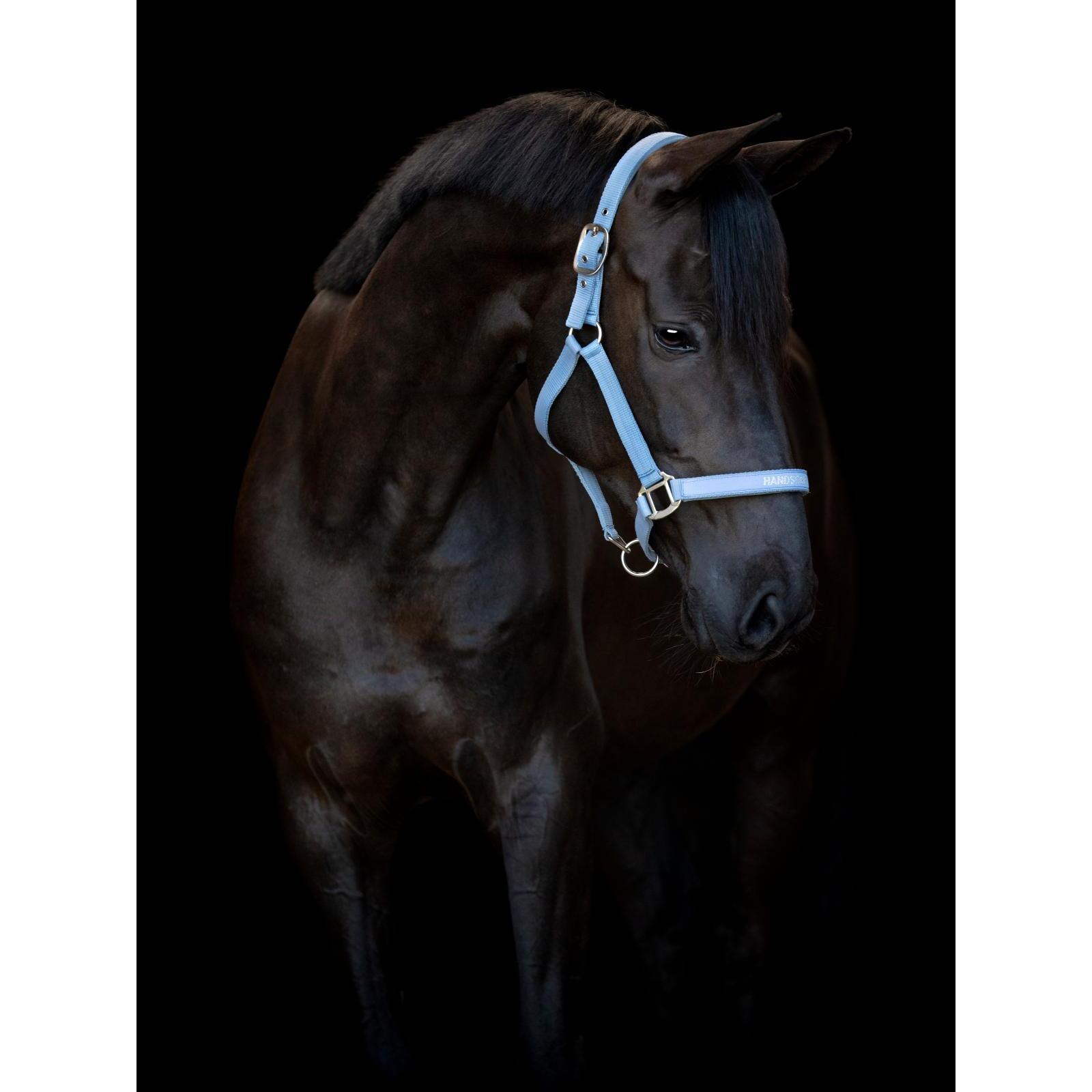 product/h/o/horseguard_50499020110_coronet-blue_2.jpg