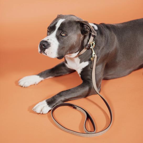 product/k/e/kentucky-dogwear_42519-32-2_beige_2.jpg