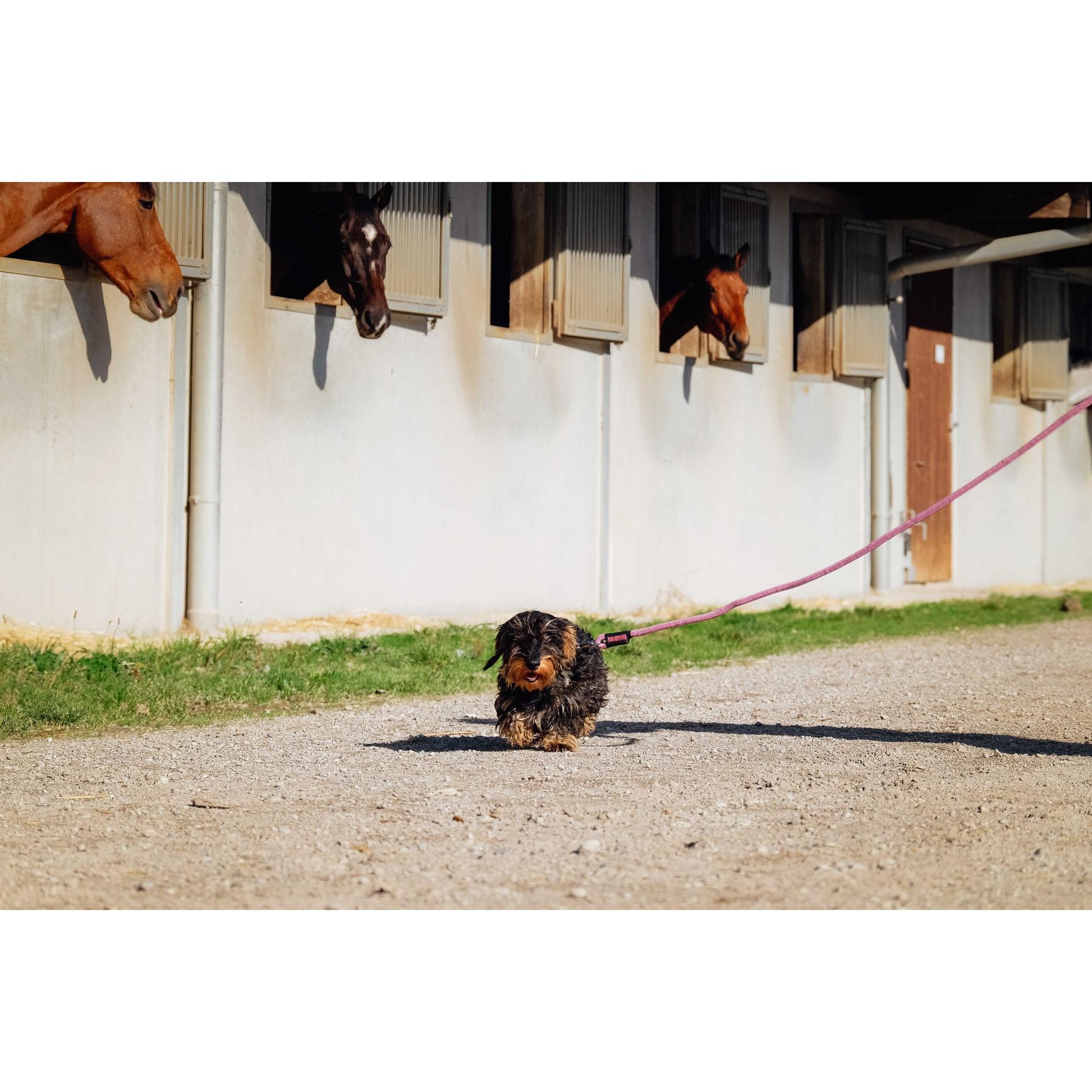 product/r/i/riding-world_409056016_vieux-rose_2.jpg