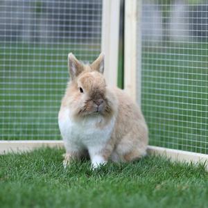Rodent Cage