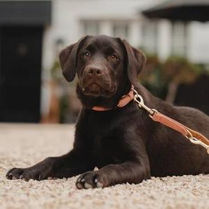 Collars & Leads