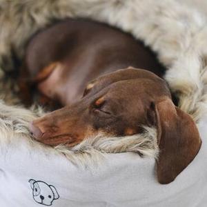 Dog Beds