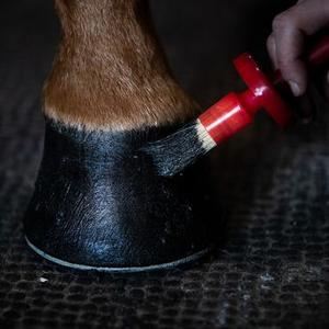 Hoof care
