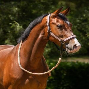 Halter & Lanyards