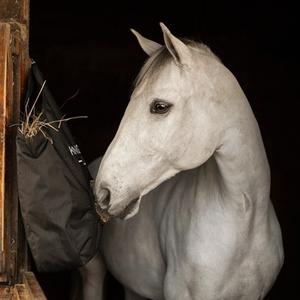 Horse at Rest