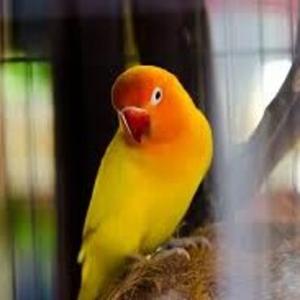 Birds