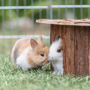 Rodents