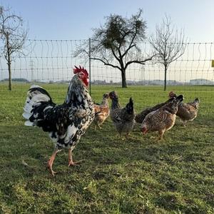 Chicken & Poultry