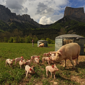 Pigs