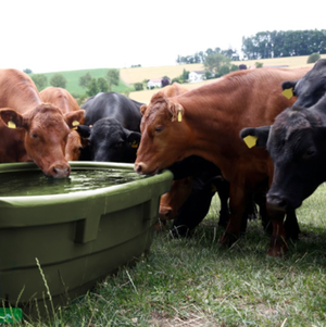 Drinkers & Feeders