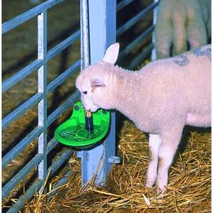 Drinkers & Feeders