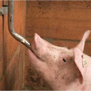 Drinking & Feeding Troughs