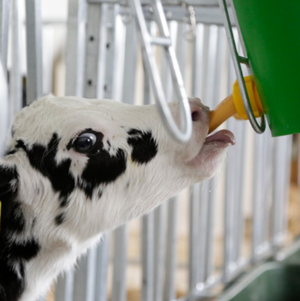 Lactation