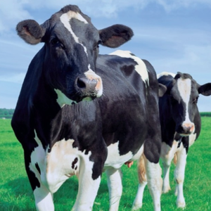Cattle