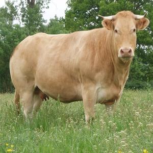 Cattle