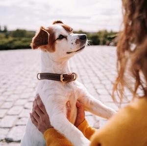 Collars