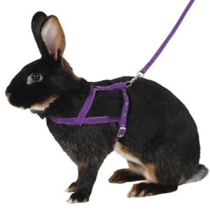 Harnesses & Leashes