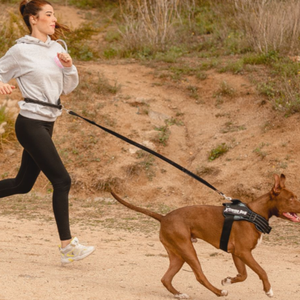 Leashes