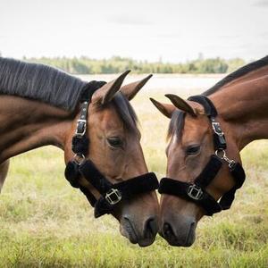 Horse Halters & Lanyards