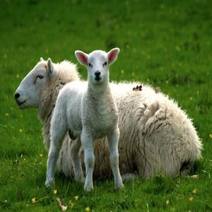 Sheep