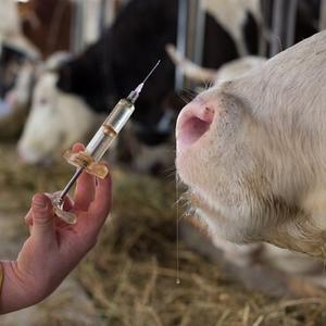 Veterinarian