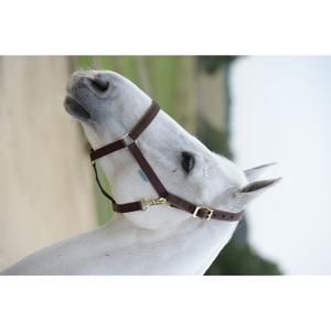 41230-06-pony-bridle-bucas-dublin-brown-brown-pony