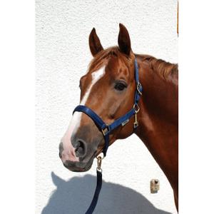 41230-24-pony-headcollar-bucas-dublin-navy-pony