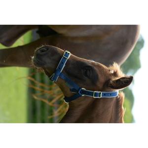41230-62-pony-bridle-bucas-dublin-navy-silver-pony