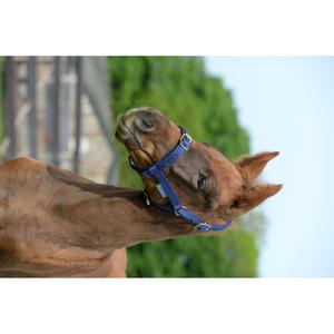 41230-89-pony-bridle-bucas-dublin-navy-navy-pony