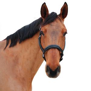 119517-noir-noir-halter-for-horse-canter-mylord-black-black