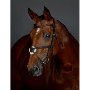 1025195003-padded-quiscale-equestrian-bridle-collegiate-comfitec-opulux-dark-brown