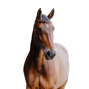 301804318-anatomical-riding-bridle-norton-freedom-havana-horse