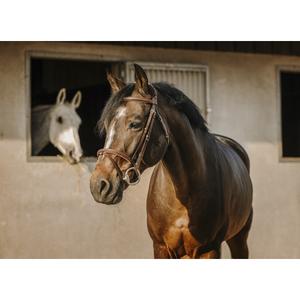 301908218-anatomical-riding-bridle-eric-thomas-crown-havana