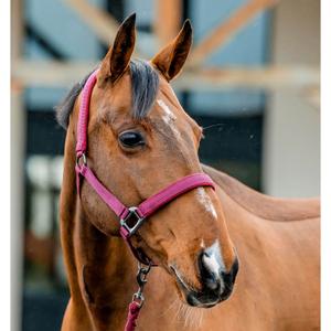 dhrx01-rrr0-co-halter-and-lead-rope-set-for-horse-horseware-amigo-mulberry