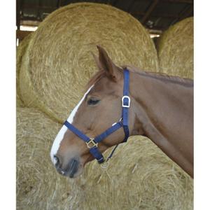510031007-halter-for-horse-riding-world-marine