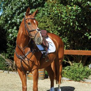 1006377005-riding-bridles-for-dolphins-weatherbeeta-collegiate-comfitec-brown